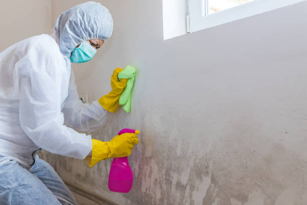 Trusted Rock Hill, SC Mold Removal Services Experts